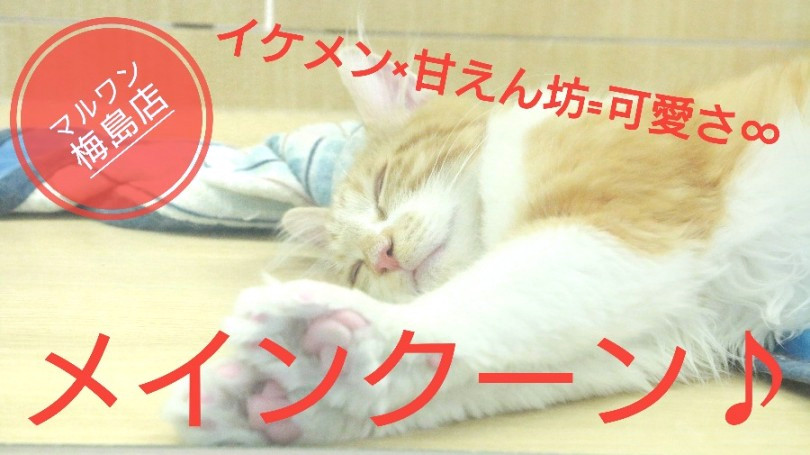 【 メインクーン 】凛々しいイケメンフェイスの裏には超甘えん坊が潜む！？