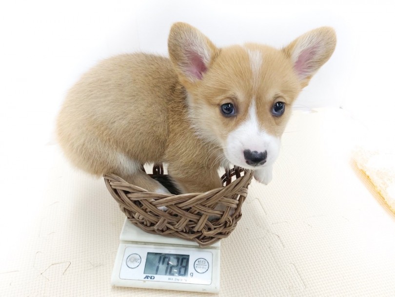 成犬時には8kg前後の予想 | コーギー （814555） - 相模大塚店