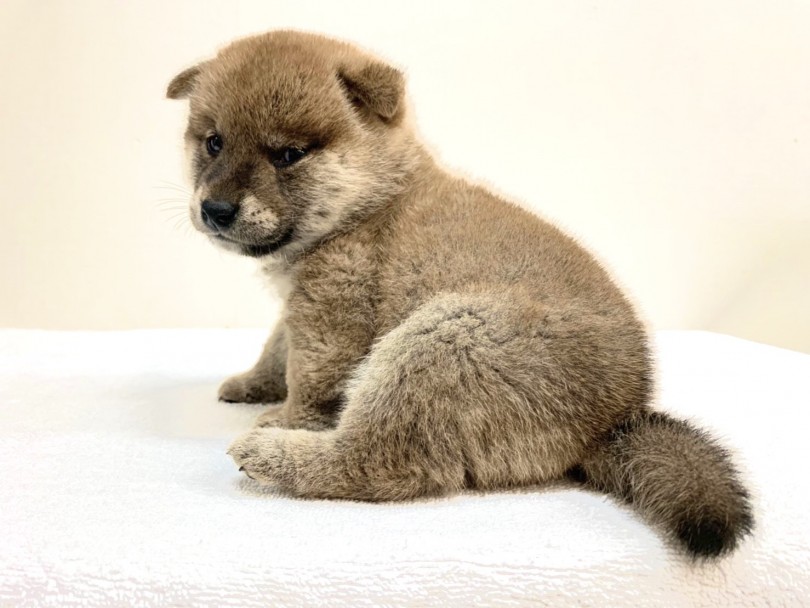 私が好きな柴犬の角度!! | 柴犬 （6130840） - 大倉山店
