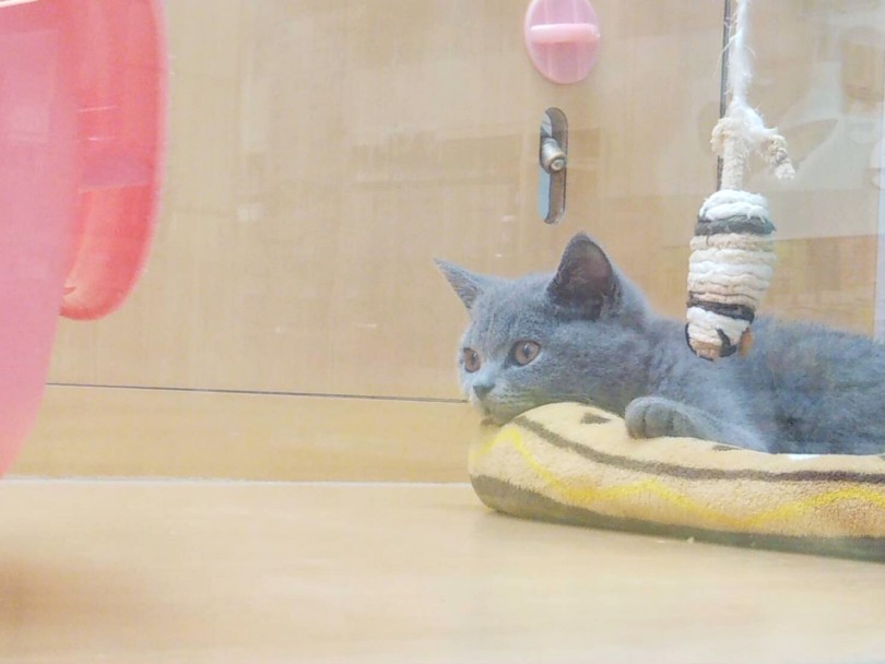 あなたの新しいご家族にしてあげてください☆ | ブリティッシュショートヘア （118375） - 城山店