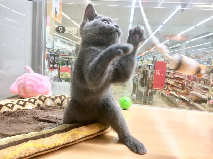 お部屋にぶら下がってるネズミさん | ブリティッシュショートヘア （118375） - 城山店