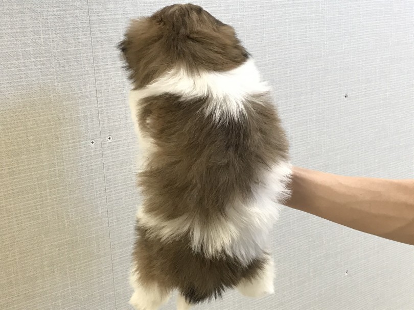 ホワイトとゴールド(茶)のふわサラな被毛 | シーズー （150025） - 東川口店