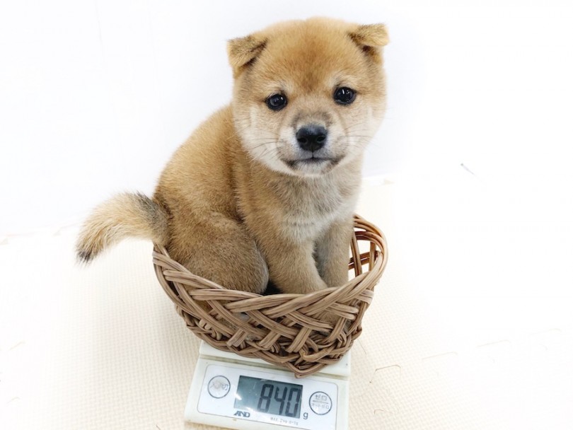 豆柴くんの成犬時の予想体重は5kg前後 | 豆柴 （814554） - 相模大塚店