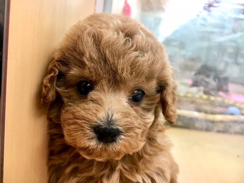 心奪われるお顔♡ | トイ・プードル （118388） - 城山店