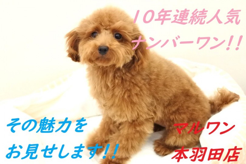 【 トイプードル 】10年連続人気ナンバーワン!!その魅力をお見せします。