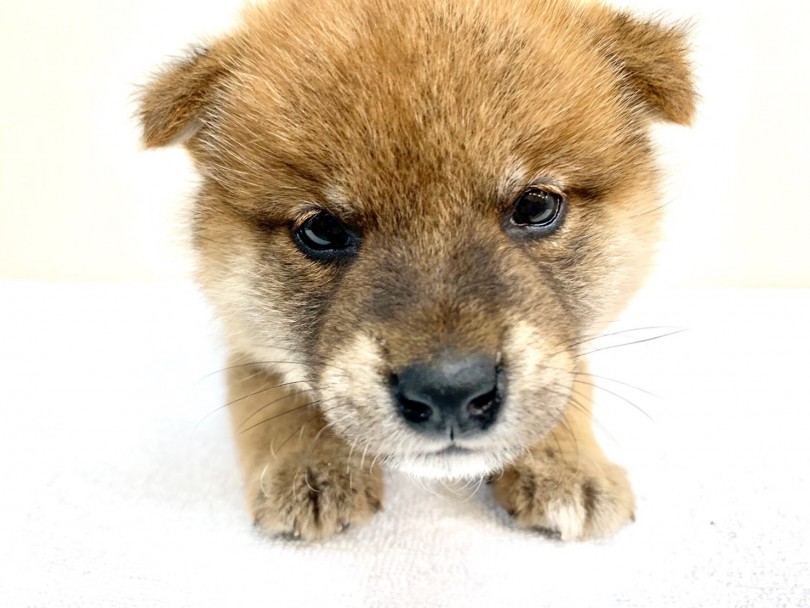 柴犬ライフに憧れている方!自信をもっておすすめ出来る子です!! | 柴犬 （6130840） - 大倉山店