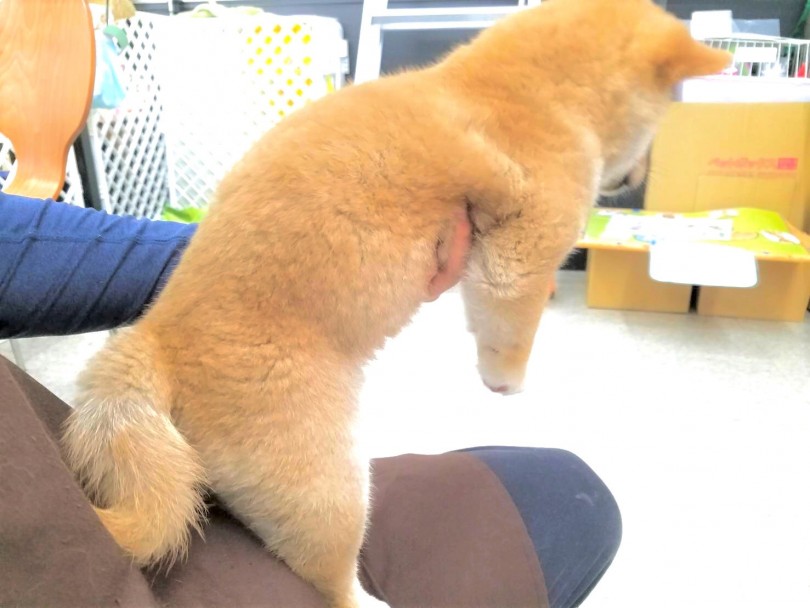 全身の被毛は触り心地抜群 | 柴犬 （117226） - 鎌ヶ谷店