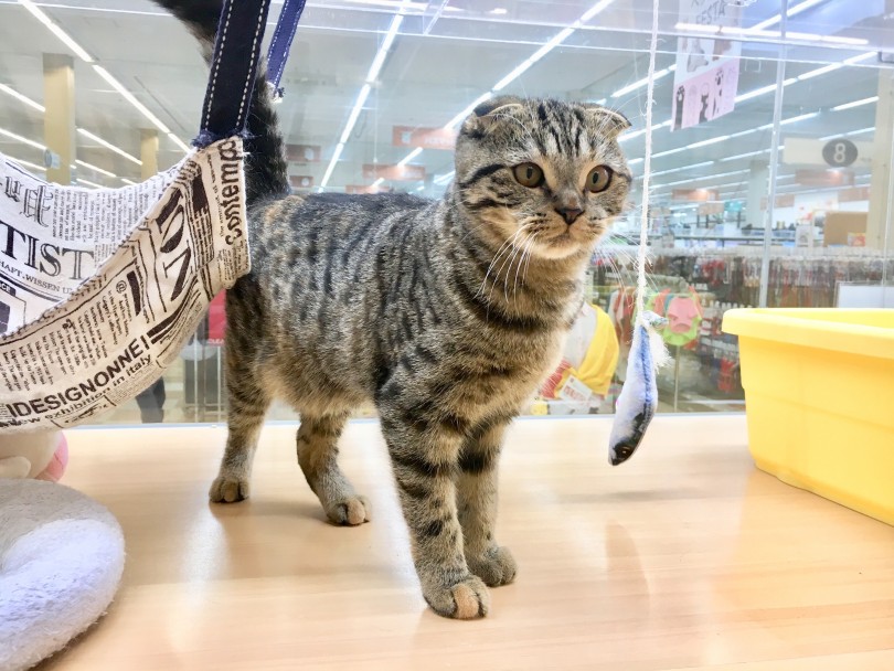 垂れ耳 | スコティッシュフォールド （118345） - 城山店