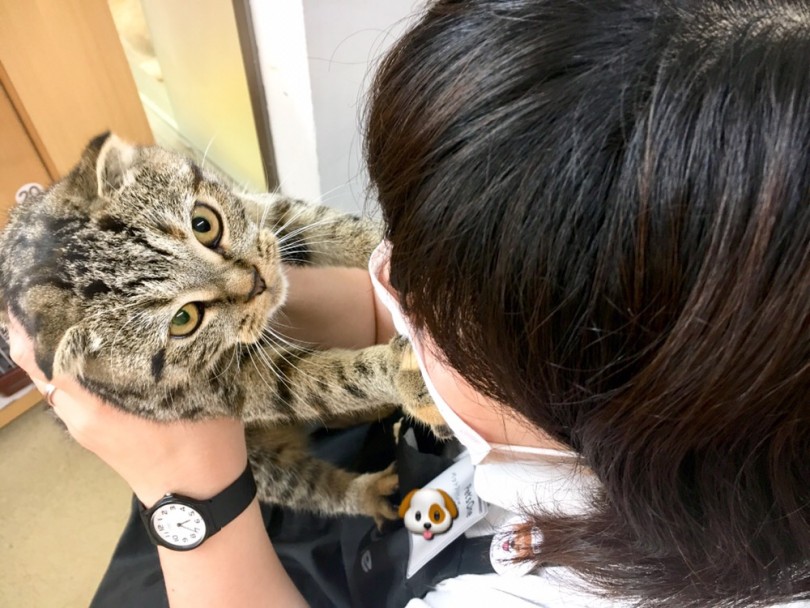 手を噛むことも怒る事もなくちゃんと我慢できる良い子ちゃん | スコティッシュフォールド （118345） - 城山店