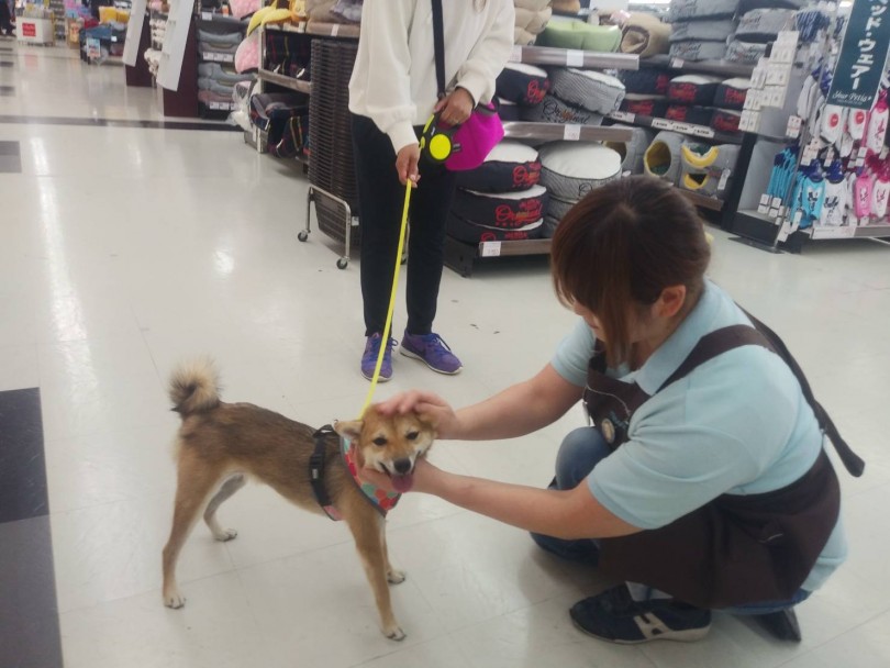 豆柴犬のあずきちゃん | 志村坂下店5周年 - 志村坂下店