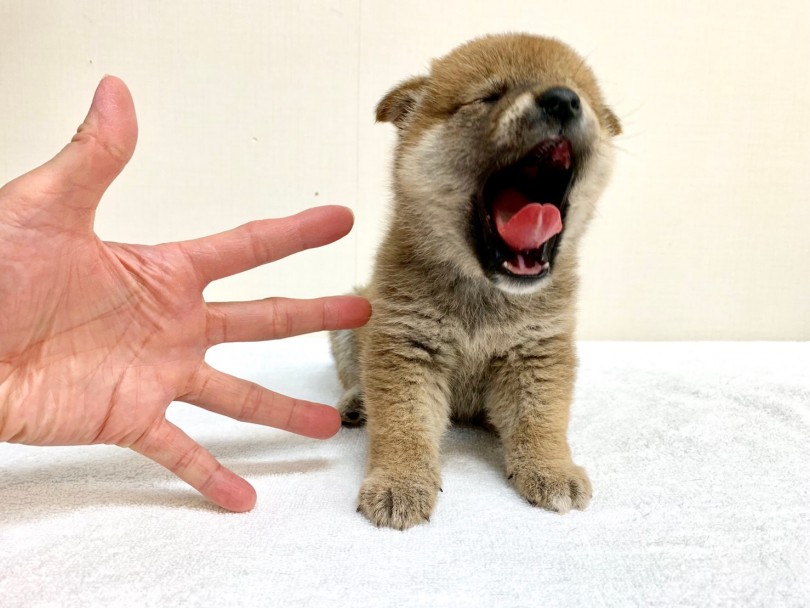 サイズは男の子の割には小さめ | 柴犬 （6130840） - 大倉山店