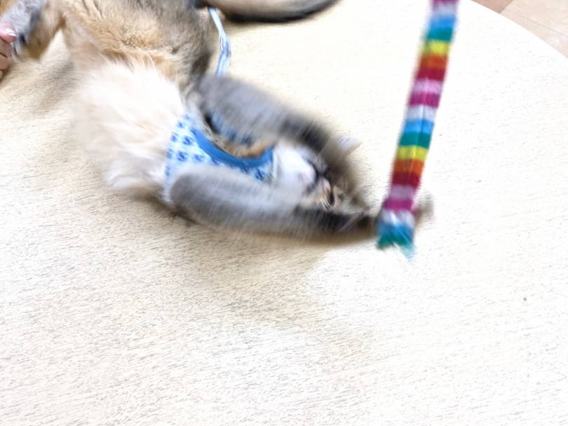 紐遊びはお腹見せながら遊んじゃいます（笑） | ソマリ （116357） - 下丸子店