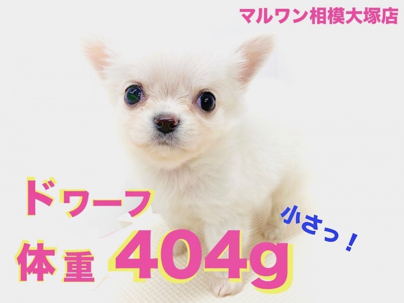 【 チワワ 】驚異の体重404g!小さくムチムチなドワーフ体型から目が離せない！