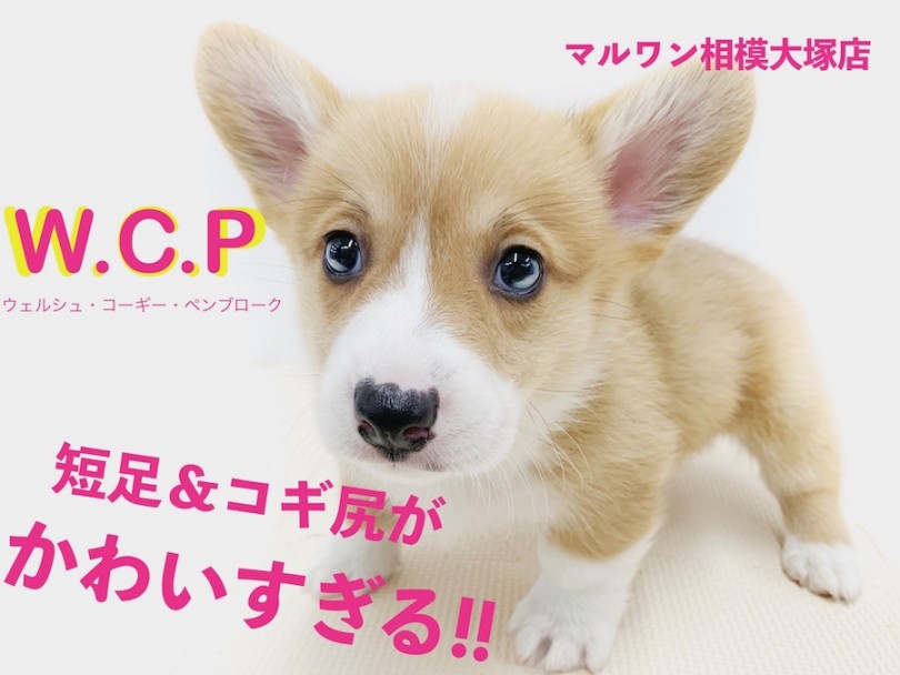 【 コーギー 】拗ねてる写真は観覧注意の可愛さ！短足＆明るい性格の盛り上げ役！