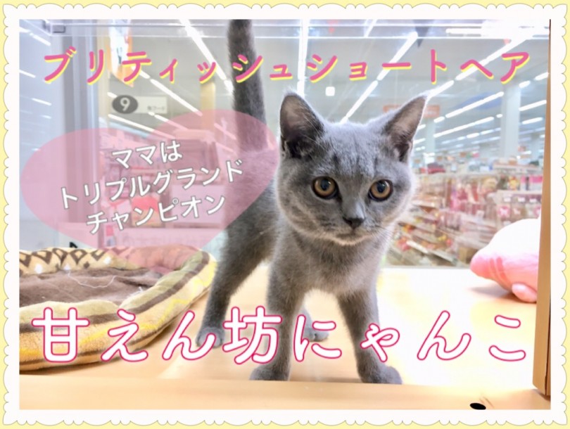 【 ブリティッシュショートヘア 】ママはチャンピオン！良血統の甘えん坊にゃんこ!