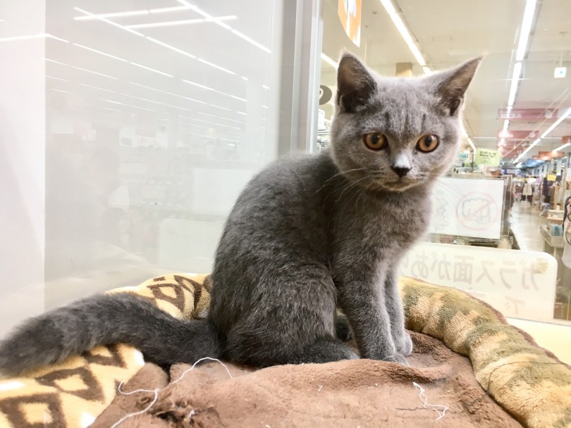 ブルーが有名な猫 | ブリティッシュショートヘア （118375） - 城山店