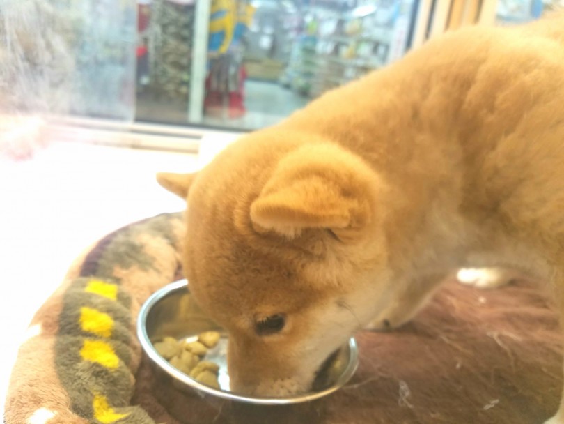 とっても食欲旺盛です！ | 柴犬 （117226） - 鎌ヶ谷店