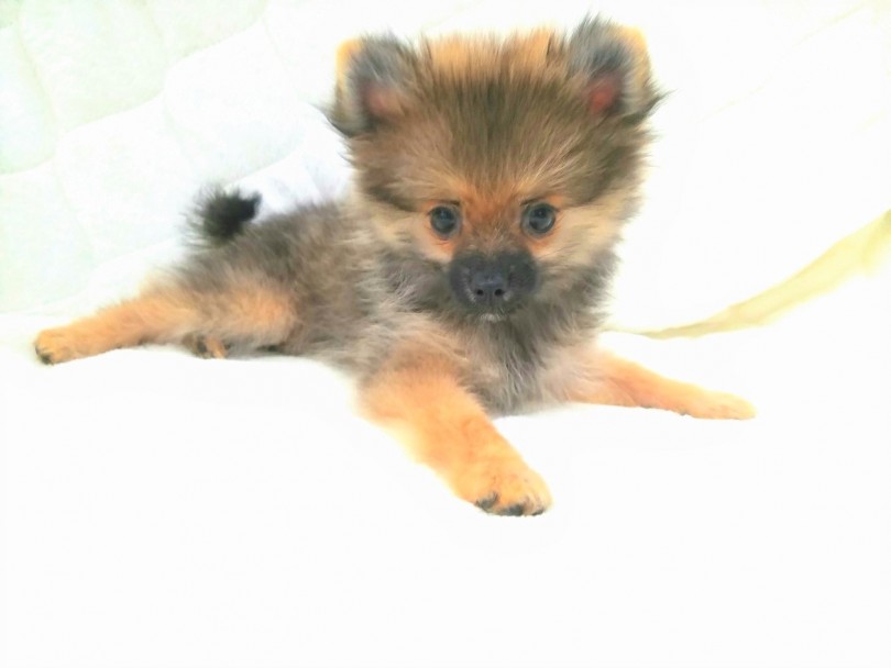 明るく陽気で、人が大好きなポメちゃん | ポメラニアン （117223） - 鎌ヶ谷店