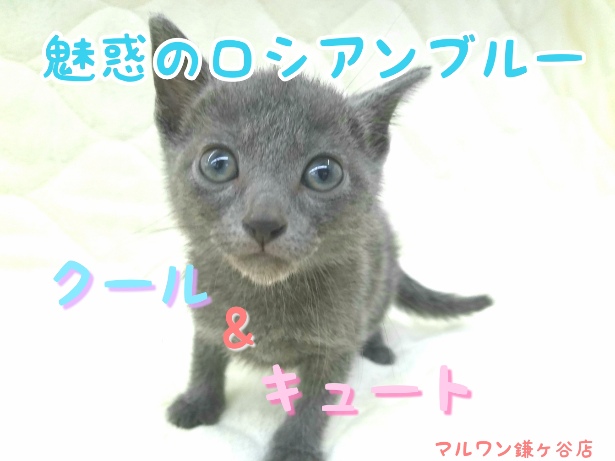 【 ロシアンブルー 】クールに見えて甘えん坊！元気いっぱいのロシブルをご紹介！