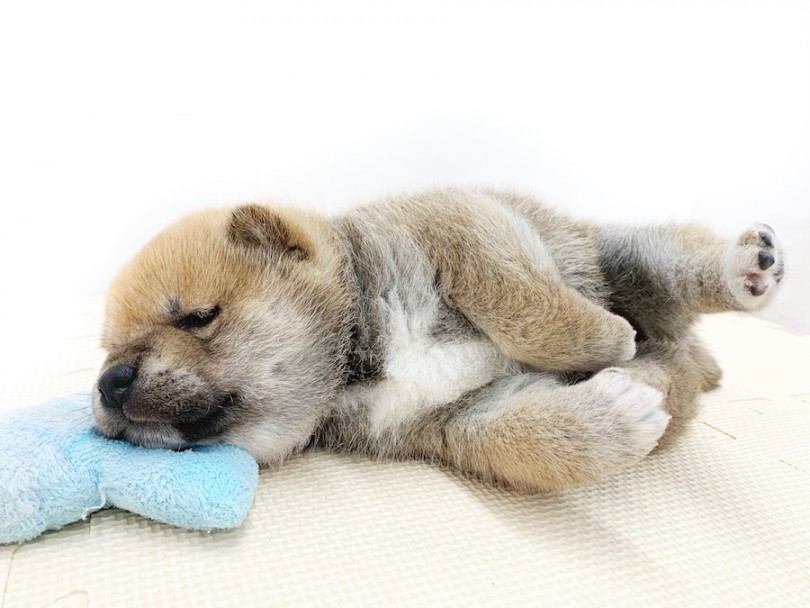 おもちゃ遊びを途中で止めてお休みモード | 柴犬 （814557） - 相模大塚店