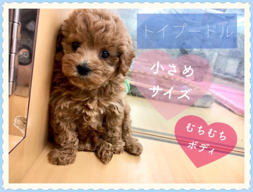 【 トイプードル 】まったりタイムを一緒に過ごすなら小さめのこの子に決まり！