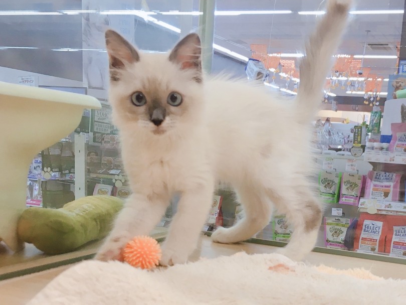 大倉山店独自の「猫ちゃん仲良しカリキュラム」を導入で更に甘えん坊に | ラグドール （6130830） - 大倉山店