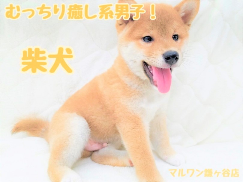 【 柴犬 】抱き心地抜群！まんまる顔が愛らしい男の子！