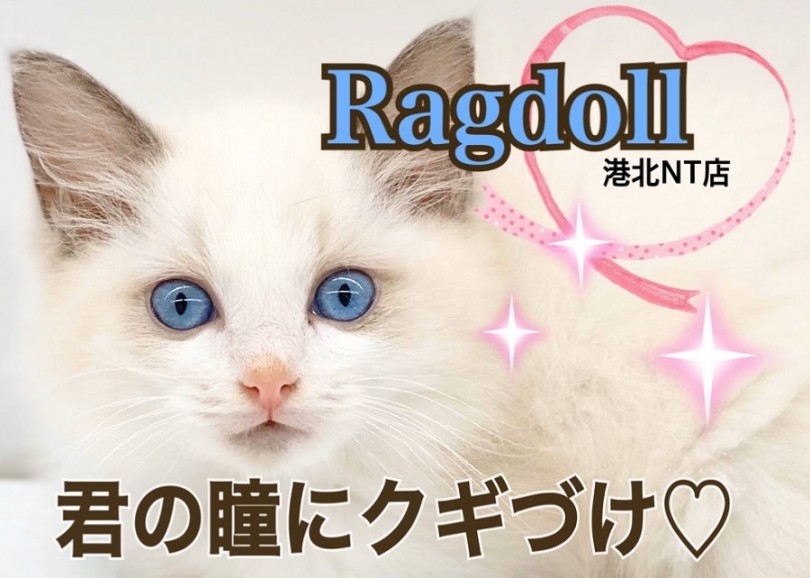 【 ラグドール 】キミの瞳にクギづけ！最強目ヂカラBOY!