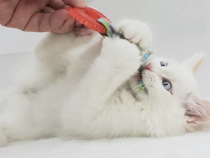 他の猫よりもアレルギーが出にくい | サイベリアン （713659） - 鶴見店