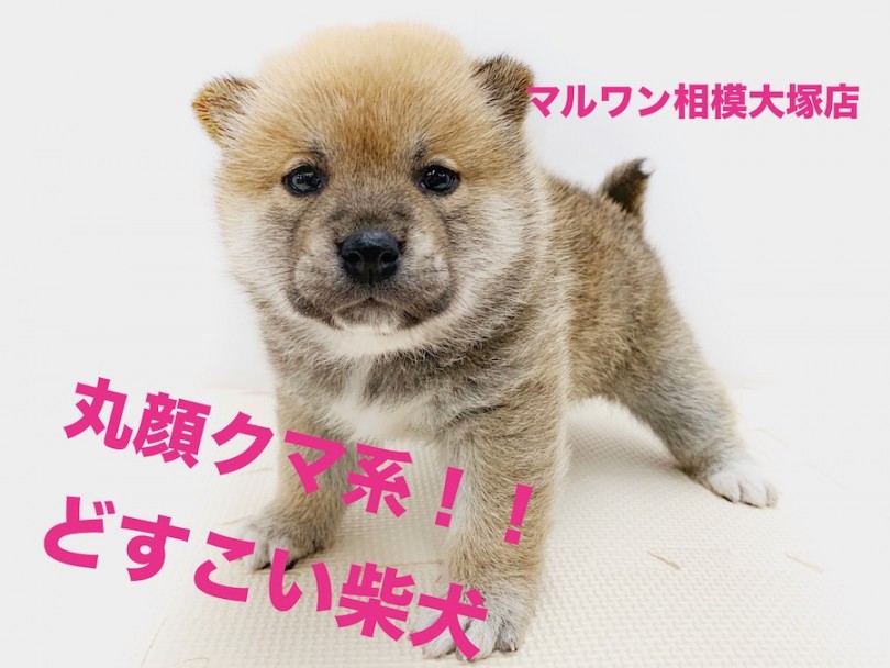 【 柴犬 】クマ系のおっとり娘！眠気には勝てない柴犬に密着！
