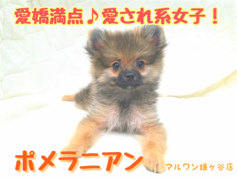 【 ポメラニアン 】陽気で可愛い愛され系女子！簡単なブラッシングのコツもご紹介！