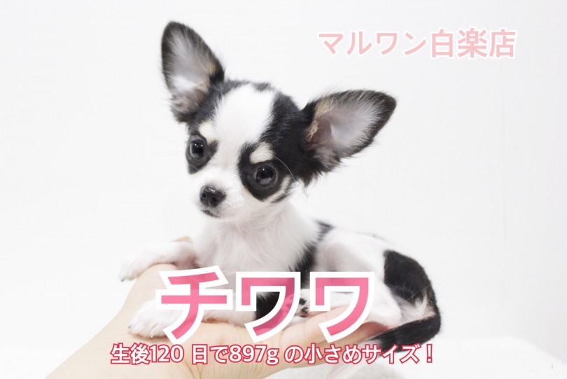 【 チワワ 】生後120日で897gの！小さめサイズで成長中！