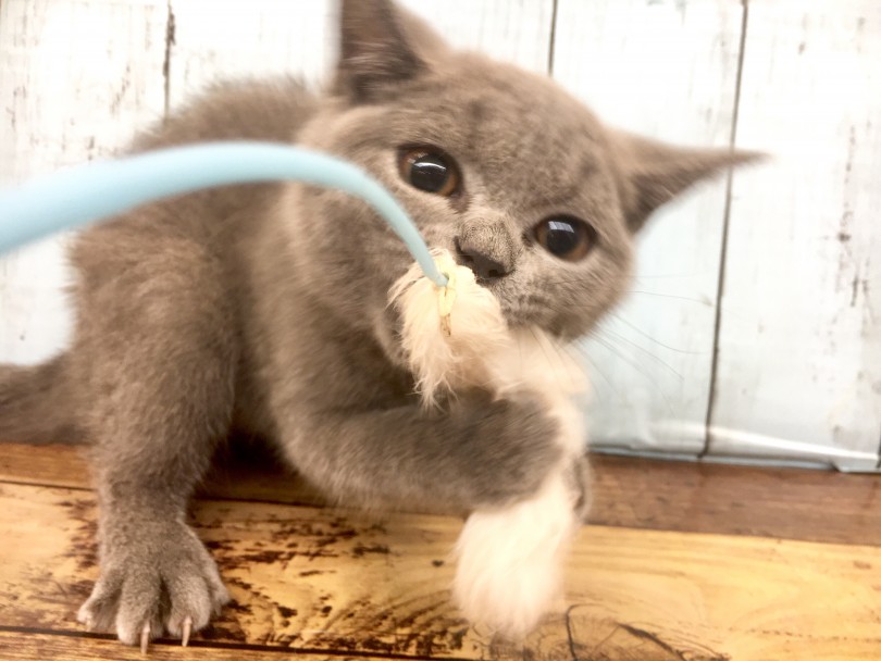 猫じゃらしを見せると大興奮 | ブリティッシュショートヘア （118375） - 城山店