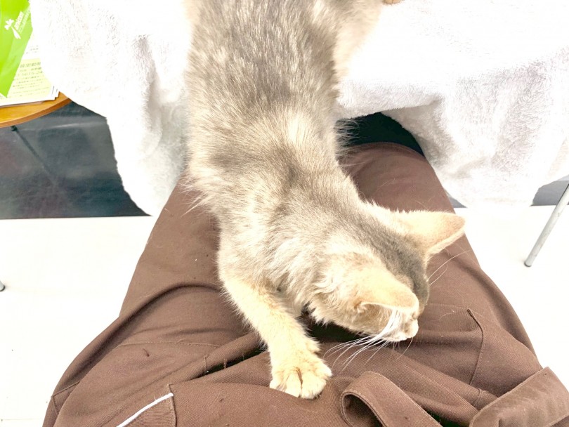 甘えん坊ちゃんは抱っこもお好き | ソマリ （014272） - 東日暮里店