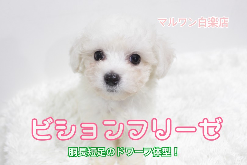 【 ビションフリーゼ 】胴長短足のドワーフ体型！甘え上手な一面もあり！