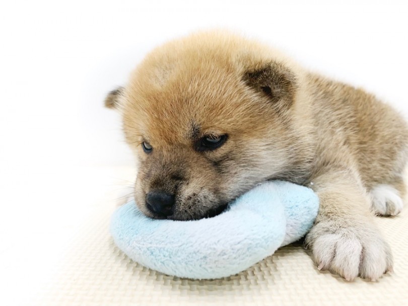 遊びたい！けど、、やっぱり眠い | 柴犬 （814557） - 相模大塚店