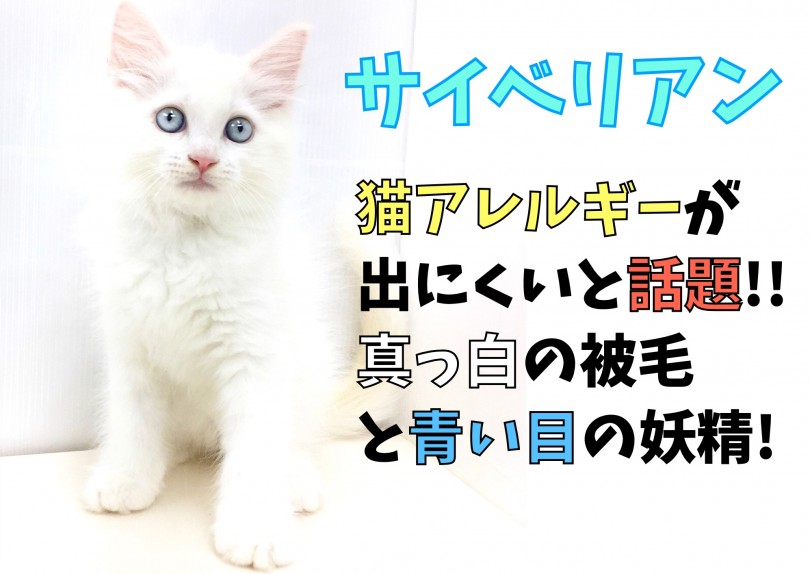【 サイベリアン 】猫アレルギーが出にくいと話題!!真っ白の被毛と青い目の妖精!