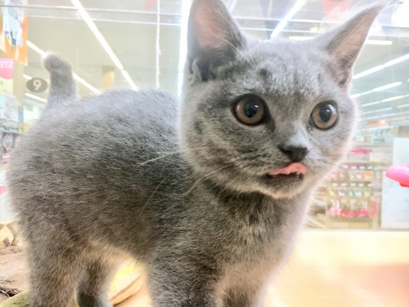 子猫なので頬の膨らみはまだ小さい | ブリティッシュショートヘア （118375） - 城山店