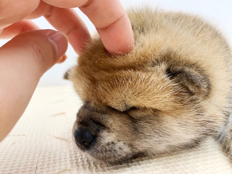 撫でるとこの様になるのが最高にキュート（笑） | 柴犬 （814557） - 相模大塚店