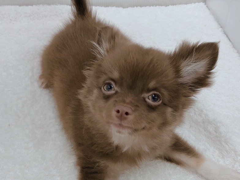 成犬時の予想体重は「2.5kg」ぐらい | チワワ （713652） - 鶴見店