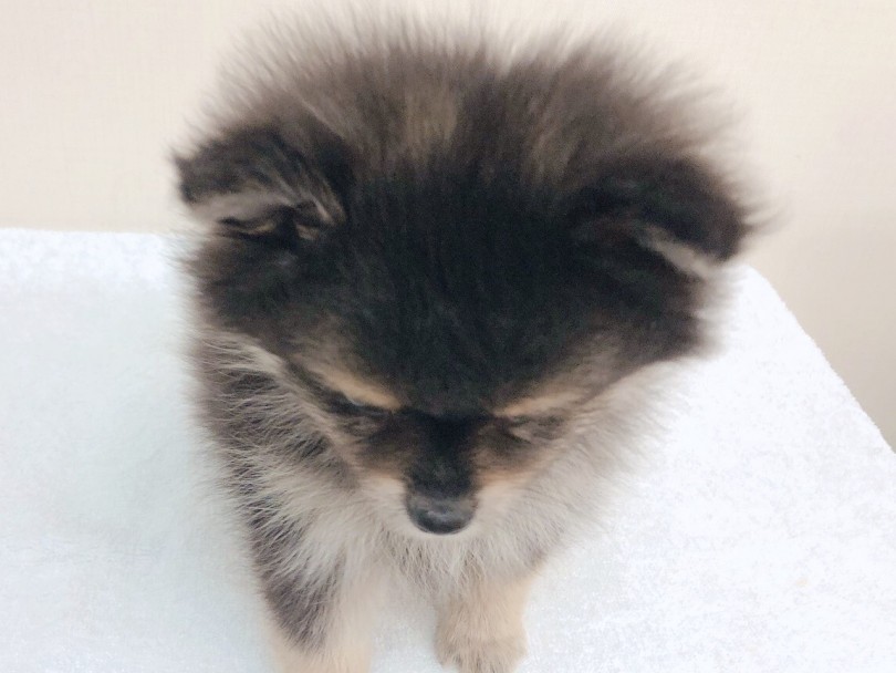 上から見た時のぽふぽふな毛並みにちょこんと生えたしっぽや丸みのある耳のシルエットも可愛いポイント | ポメラニアン （6130841） - 大倉山店