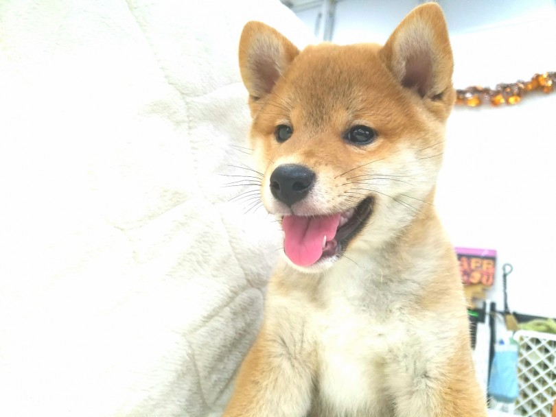 鎌ヶ谷店でまんまるもちもちな柴ちゃんがお待ちしてます♪ | 柴犬 （117226） - 鎌ヶ谷店