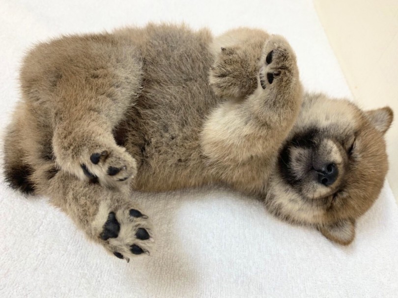 どこでも寝れるポテンシャル持ってます（笑） | 柴犬 （6130840） - 大倉山店