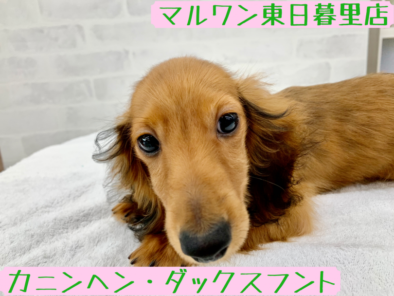 【 カニンヘンダックスフント 】初心者にピッタリ！つぶらな瞳の愛嬌満載ベイビー！