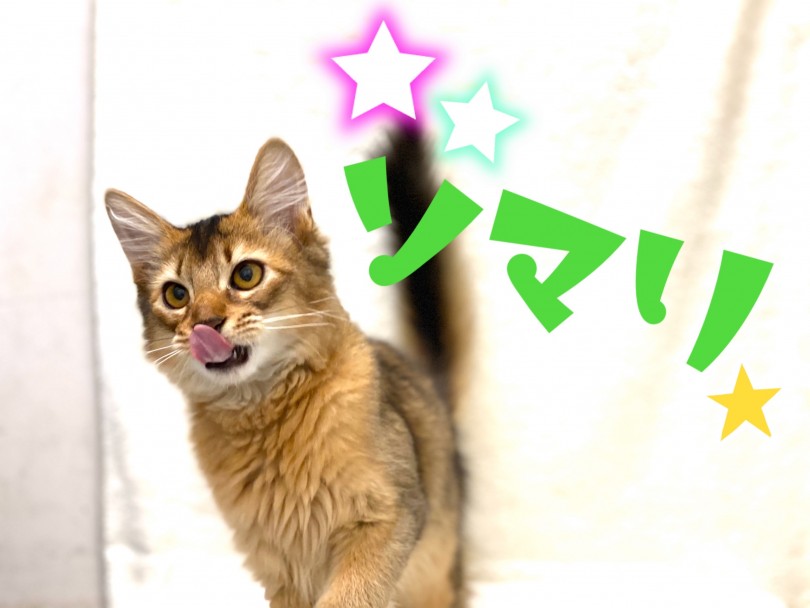 【 ソマリ 】遊ぶの大好き人も大好き！お散歩もできちゃうんです！