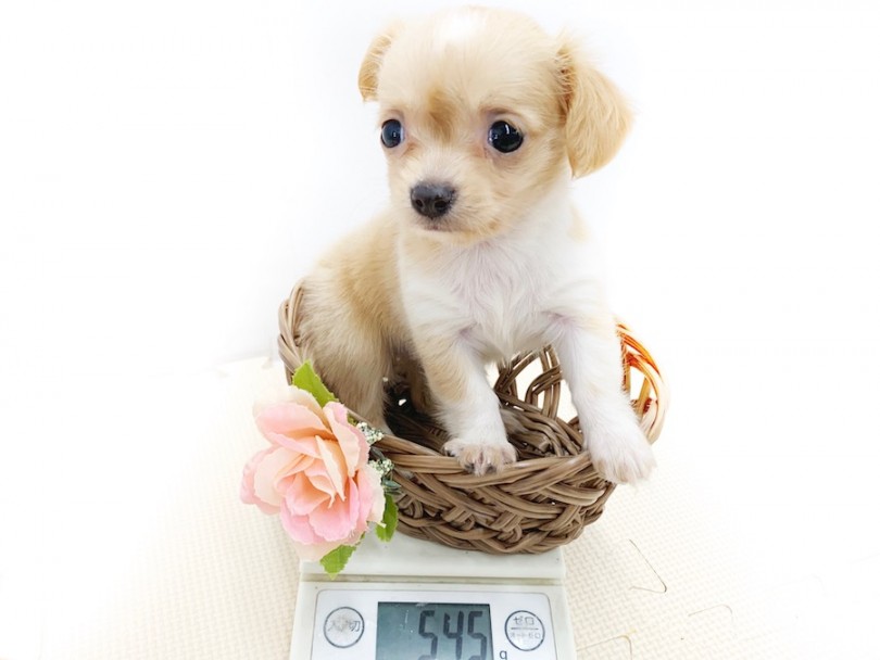 成犬時の体重は3.5kg前後を予想 | MIX チワックス （814558） - 相模大塚店
