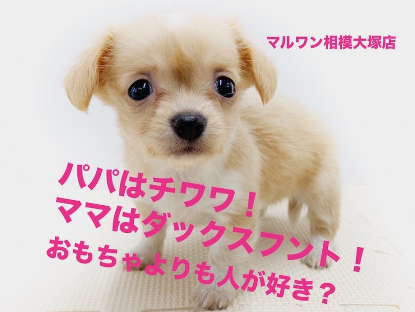 【 MIX チワックス 】くりくりフェイスとクリームカラーに昇天！噛み癖防止法（付録）