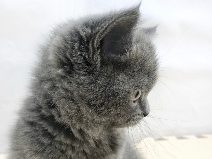 お顔の凹凸が少なくペチャ顔なのもブリちゃんならでは | ブリティッシュショートヘア （120210） - 今宿店