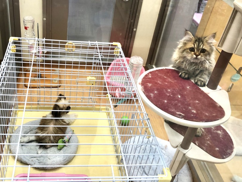 ペルシャちゃんと一緒のお部屋 | シーズー （118368） - 城山店