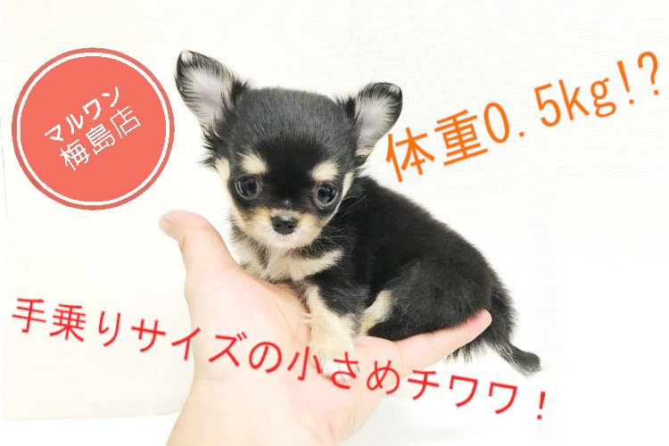 【 手乗りチワワ 】体重はなんと約0.5kg！可愛さは特大だけど身体は小柄な女の子！